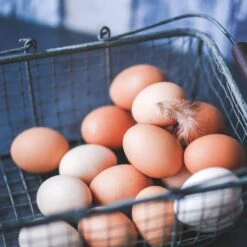 11in. X 10 In. Natural Fiber Chicken Coop Egg Nest Box In-Ground Pack Of 5-Bedding Liner Pads Use In Poultry Fencing -Dewalt Tools Shop animal house chicken accessories 5403700 44 1000