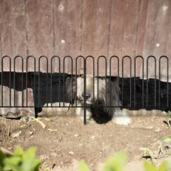 12.6in. H X 10 Ft. L Black Metal Fencing 7 Panels Decorative Garden Fence No Dig -Dewalt Tools Shop black garden fencing on zl08 76 1000