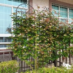 19.7 In. W X 86.7 In. H 2-Pack Black Metal Garden Trellis Garden Fencing For Climbing Plants Outdoor Patio Plant Trellis -Dewalt Tools Shop blacks garden trellises w1586 zt 81071 44 1000