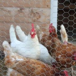 Galvanized Hexagonal Fencing Wire Mesh Poultry Netting For Plant Protection, DIY Craft And Home Decors, 36 In. X 12 Ft. -Dewalt Tools Shop chicken accessories pfrf3612 44 1000