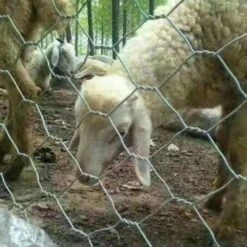 Galvanized Hexagonal Fencing Wire Mesh Poultry Netting For Plant Protection, DIY Craft And Home Decors, 36 In. X 12 Ft. -Dewalt Tools Shop chicken accessories pfrf3612 fa 1000