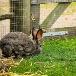 1/2 In. X 2 Ft. X 100 Ft. 19-Gauge Hardware Cloth, Galvanized Welded Cage Wire Poultry Netting Square Chicken Fencing -Dewalt Tools Shop fencer wire hardware cloth fencing ca19 2x100mf12 hd 76 1000