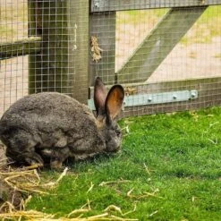 1/2 In. X 4 Ft. X 50 Ft. 19-Gauge Hardware Cloth, Galvanized Welded Cage Wire Poultry Netting Square Chicken Fencing -Dewalt Tools Shop fencer wire hardware cloth fencing ca19 4x50mf12 009981 76 1000