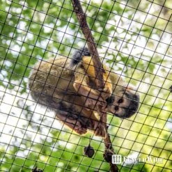 1/2 In. X 2 Ft. X 25 Ft. 19-Gauge Black Vinyl Coated Hardware Cloth, Multiple Use Welded Wire Fencing Roll -Dewalt Tools Shop fencer wire hardware cloth fencing cv19 b2x25mf12 1f 1000