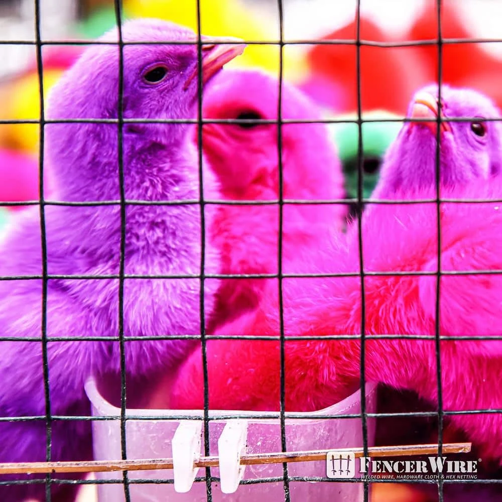 1/2 In. X 2 Ft. X 50 Ft. 19-Gauge Black Vinyl Coated Hardware Cloth, Multiple Use Welded Wire Fencing Roll 10 1/2 In. X 2 Ft. X 50 Ft. 19-Gauge Black Vinyl Coated Hardware Cloth, Multiple Use Welded Wire Fencing Roll - Image 8