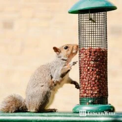 1/4 In. X 3 Ft. X 5 Ft. 23-gauge Black Vinyl Coated Hardware Cloth, Multiple Use Welded Wire Fencing Roll -Dewalt Tools Shop fencer wire hardware cloth fencing cv23 b3x5mf14 c3 1000