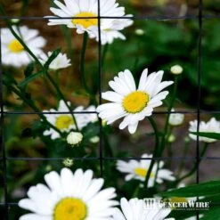 24 In. X 50 Ft. 16-Gauge Black PVC-Coated Rabbit Guard Fence, Poultry Fencing Wire Roll For Garden Yard Vegetable Plant -Dewalt Tools Shop fencer wire welded wire fencing wrv16 b2x50mv c3 1000