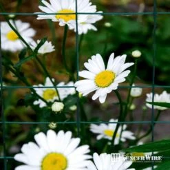 40 In. X 50 Ft. 16-Gauge Green PVC-Coated Rabbit Guard Fence, Poultry Fencing Wire Roll For Garden Yard Vegetable Plant -Dewalt Tools Shop fencer wire welded wire fencing wrv16 g4x50mv 1d 1000