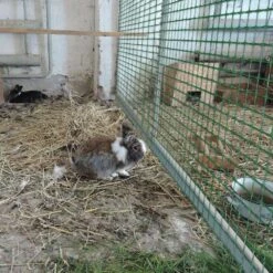 Plastic Safety Fence 2 X 164 Ft. Mesh Roll Barrier Netting Temporary Pool Snow Fence For Garden And Animal Fencing Green -Dewalt Tools Shop kiwdzfu snow fencing a422ph522289 fa 1000