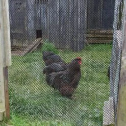 Plastic Chicken Wire Fence Mesh Hexagonal Fencing Wire For Gardening Poultry Net Black 16 In. X 16.5 Ft. -Dewalt Tools Shop kiwdzfu snow fencing a422ph522386 44 1000