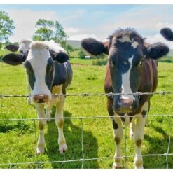 Farm Fence 4 Ft. X 164 Ft. Heavy Zinc Coating Galvanized Field Wire Fencing For Livestock And Animal Protection 11 Farm Fence 4 Ft. X 164 Ft. Heavy Zinc Coating Galvanized Field Wire Fencing For Livestock And Animal Protection -Dewalt Tools Shop kiwdzfu welded wire fencing sa0522044 4f 1000