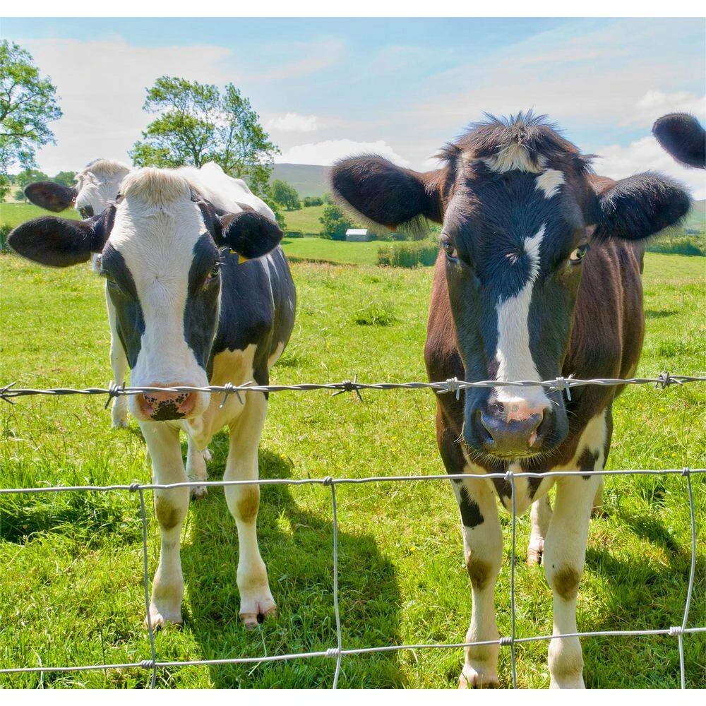 Farm Fence 4 Ft. X 164 Ft. Heavy Zinc Coating Galvanized Field Wire Fencing For Livestock And Animal Protection 5 Farm Fence 4 Ft. X 164 Ft. Heavy Zinc Coating Galvanized Field Wire Fencing For Livestock And Animal Protection - Image 3