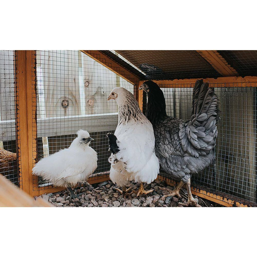 1200 In. W X 36 In. H Silver Coated Galvanized Steel 19-Gauge 1/4 In. Hardware Cloth Garden Welded Wire Fencing Roll 6 1200 In. W X 36 In. H Silver Coated Galvanized Steel 19-Gauge 1/4 In. Hardware Cloth Garden Welded Wire Fencing Roll - Image 4