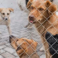 57 Ft. X 5.6 Ft. H Silver Metal Outdoor Heavy Zinc Coating Cattle Fence Galvanized Field Wire Fencing For Garden -Dewalt Tools Shop silver jujabu garden fencing gcw pn 04 fa 1000