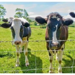 5 Ft. X 164 Ft. 14Gauge Farm Fence Heavy Zinc Coating Cattle Fence, Galvanized Field Wire Fencing For Animals Protection 18 5 Ft. X 164 Ft. 14Gauge Farm Fence Heavy Zinc Coating Cattle Fence, Galvanized Field Wire Fencing For Animals Protection -Dewalt Tools Shop silver oyezvary garden fencing 28csa11 4443 fa 1000