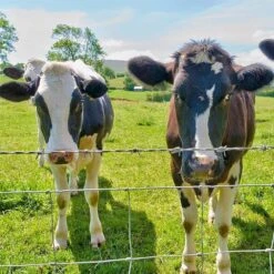 36 In. Garden Farm Fence, 13-Gauge Heavy Metal Coating Cattle Fence, Galvanized Field Wire Fencing Deer Fence -Dewalt Tools Shop silver siavonce garden fencing xmj p270126 31 1000