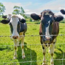 60 In. Garden Farm Fence, 13-gauge Heavy Zinc Coating Cattle Fence, Galvanized Field Wire Fencing Deer Fence -Dewalt Tools Shop silver siavonce garden fencing xmj p270219 31 1000