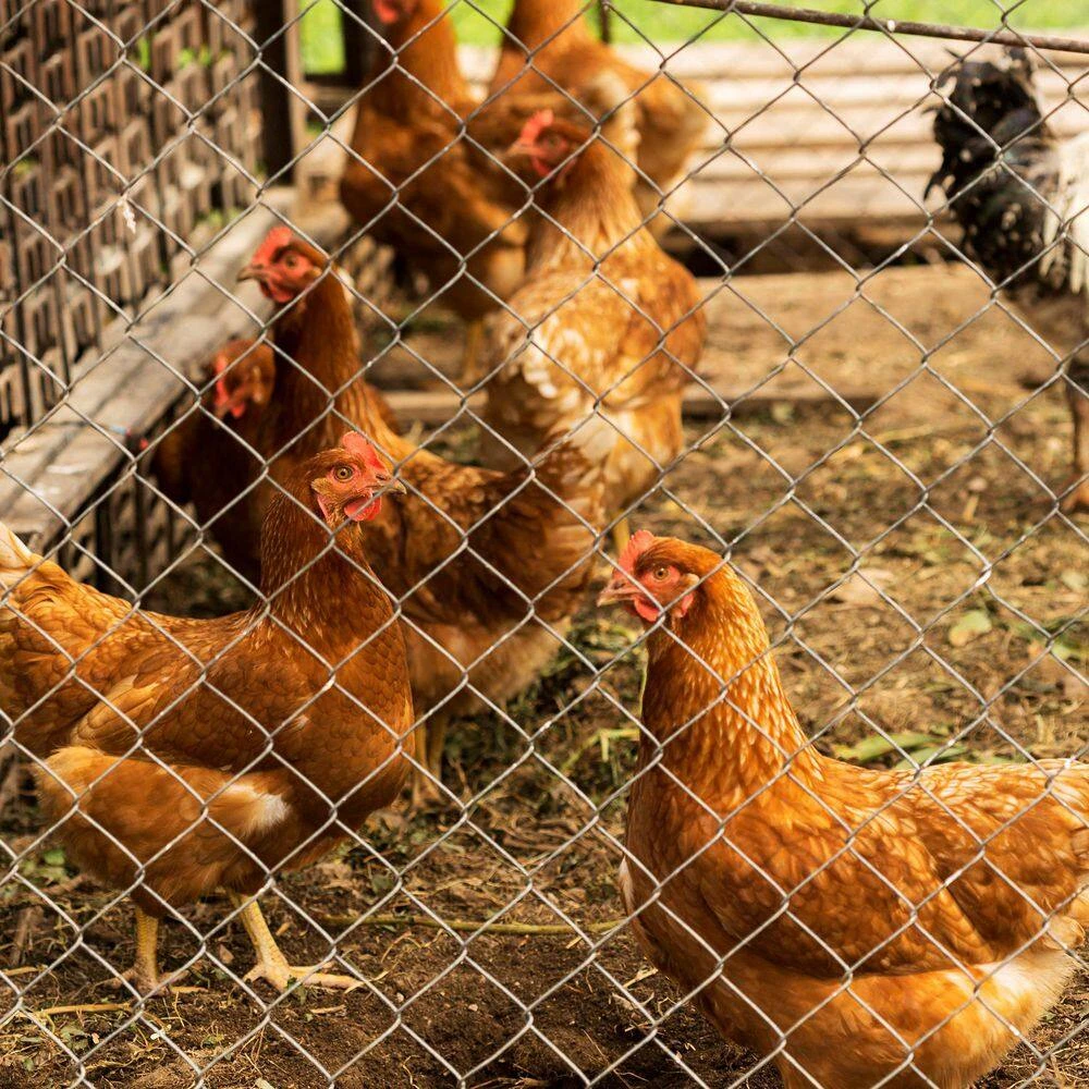 Heavy-Duty Galvanized Iron Farm Fencing 5.6 Ft. Tall Zinc-Coated Wire Mesh For Livestock And Garden Protection 6 Heavy-Duty Galvanized Iron Farm Fencing 5.6 Ft. Tall Zinc-Coated Wire Mesh For Livestock And Garden Protection - Image 4